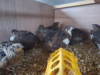 Prepelice jumbo faraon rôzne farby