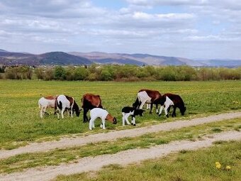 Predám kamerúnske ovce