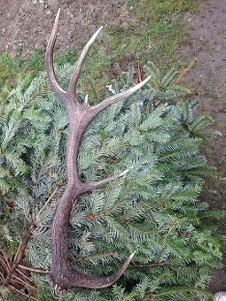 parohy,zhody,parozie,trofeje