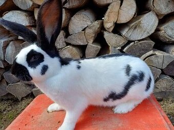 Nemecký obrovitý strakáč