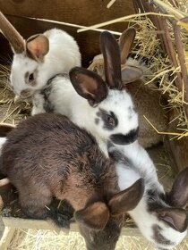 králiky , zajace , zajačiky