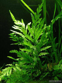 Akvarijni rostlina Bolbitis heudelotii - 1