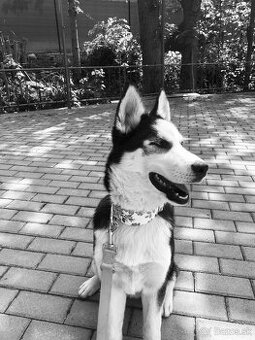 Darujem Husky