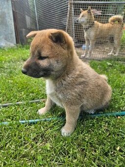 Shiba inu