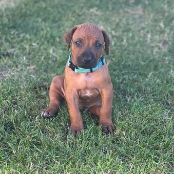 Rhodesian Ridgeback s pp