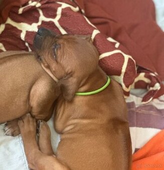 Rhodesian Ridgeback s pp