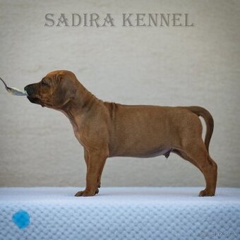 Rhodesian Ridgeback s pp
