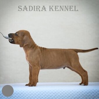 Rhodesian Ridgeback s pp