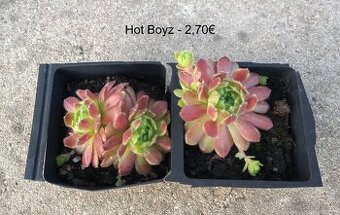Skalné ruže (Sempervivum) - sadeničky