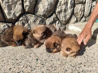 Pomeranian špic oranžovy šteňatá k odberu ihneď.