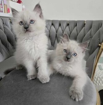 Ragdoll mačiatka blue lynx