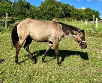 Roční grullo valach Quarter Horse