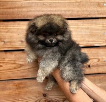 Pomeranian s PP FCI - 1