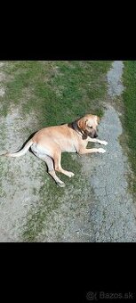 Labrador