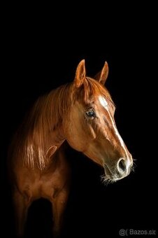 Pětiletá Quarter Horse klisna - QH 5Y