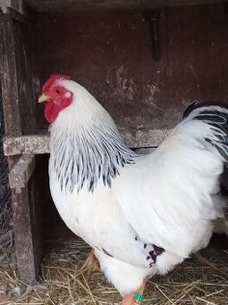 Zdr.Wiandotka kolumbia