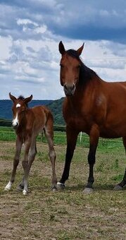 Quarter Horse Kobylka vhodná na jazdenie aj do chovu