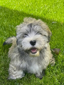 Havanský psík s PP ,Bichon Havanais, voľný psík k odberu