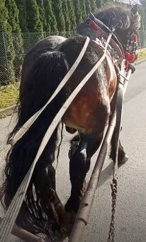 Predám-vymením Žrebca ovláda lesné práce - 1