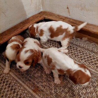 Cavalier king charles Spaniel