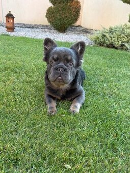 Francuzsky buldoček fluffy big rope fenka a psík