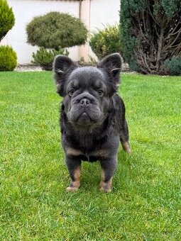 Francuzsky buldoček fluffy big rope fenka a psík