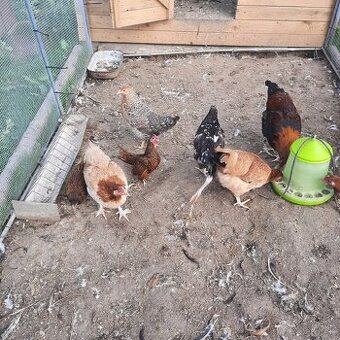 Predám kohútov Maransky pšeničnej a Sasexky porcelánové.