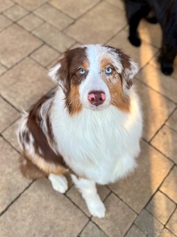 Austrálsky ovčiak s PP