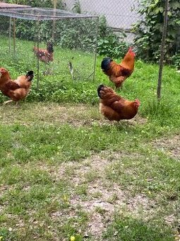 Predám násadové vajcia