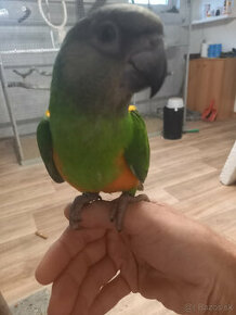 Predám Papagáj sivý - Žako, Papagáj senegalský - 1