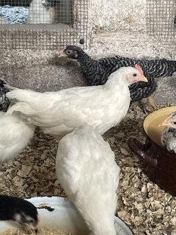 kohutiky leghorn
