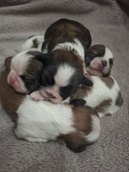 Shih-tzu