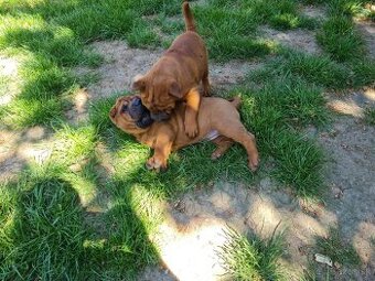 ▶️ SHAR-PEI