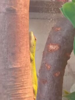 Phelsuma madagaskarska