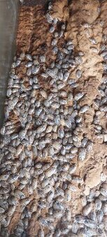 Porcellio laevis "dairy cow"