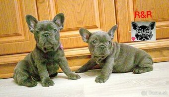 Francúzský buldoček modrý - French bulldog blue