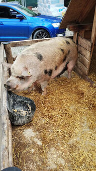 Predám prasatá Kune Kune