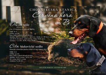 Slovensky Kopov s PP