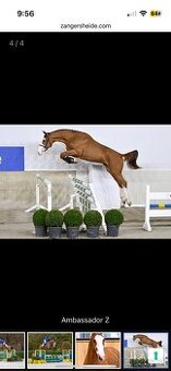 Letošní hřebeček ZANGERSHEIDE