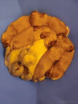 Predám anglických kokerspanielov zlatych