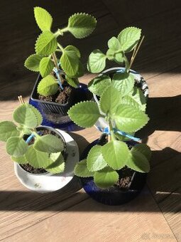 Nádchovník nazývaný mexický eukalyptus v črepníčku