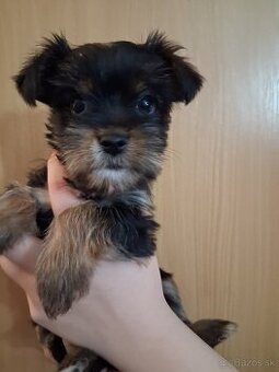 Jorkšír fenka Jablunkov ČR