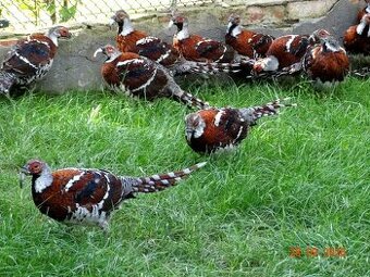 Bažant Eliotov, 1.1