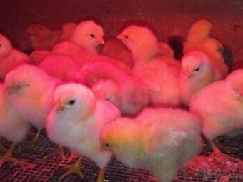 Kurata,kuriatka čistokrvnych nosníc .