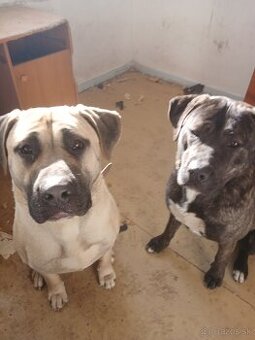 Cane corso