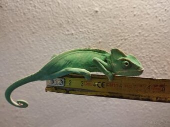 Chameleón jemeský