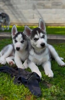 Sibírsky Husky - šteniatka