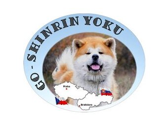 Akita inu s FCI rodokmeňom - plánovaný vrh