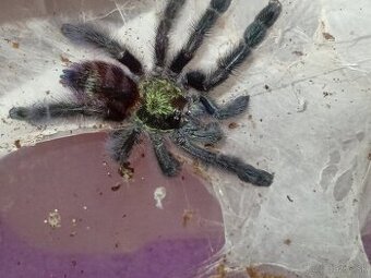 Caribena/Avicularia versicolor, tarantula, pavúk