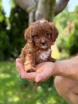 Cavapoo psik